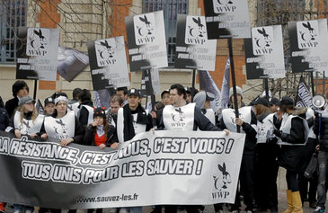 Marcher pour la sauvegarde des Pokémons