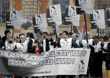 Marcher pour la sauvegarde des Pokémons